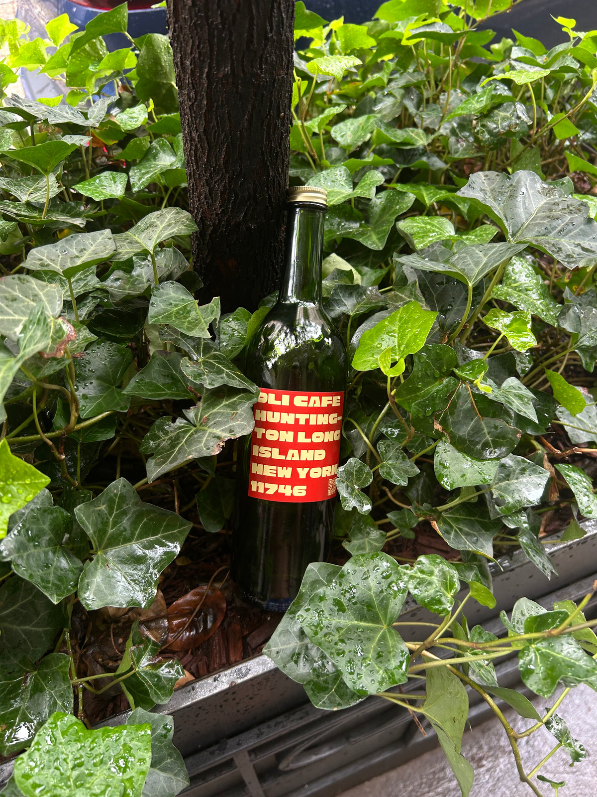 OLI Cold Brew